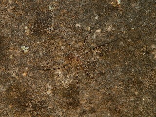 ground spider camouflaged on a rock. tama edwardsi