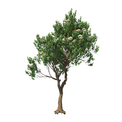 Angophora hispida, dwarf apple, mallee, evergreen, small tree, bush, tree, big tree, light for daylight, easy to use, 3d render, isolated