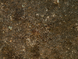 ground spider camouflaged on a rock. tama edwardsi