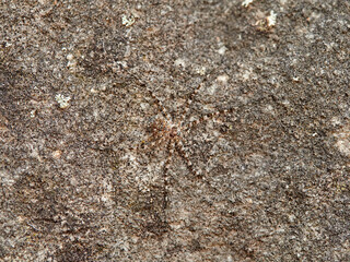 ground spider camouflaged on a rock. tama edwardsi