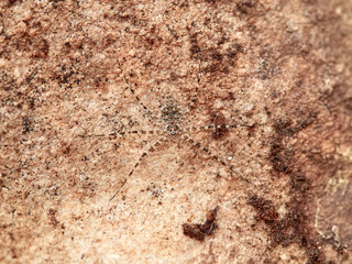 ground spider camouflaged on a rock. tama edwardsi