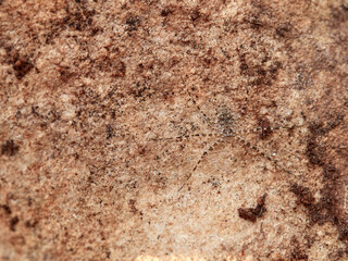 ground spider camouflaged on a rock. tama edwardsi