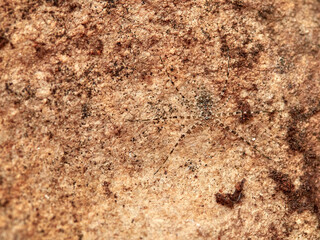 ground spider camouflaged on a rock. tama edwardsi