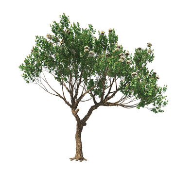 Angophora hispida, dwarf apple, mallee, evergreen, small tree, bush, tree, big tree, light for daylight, easy to use, 3d render, isolated