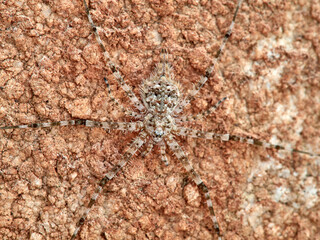 ground spider camouflaged on a rock. tama edwardsi