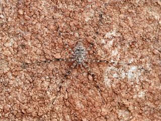 ground spider camouflaged on a rock. tama edwardsi