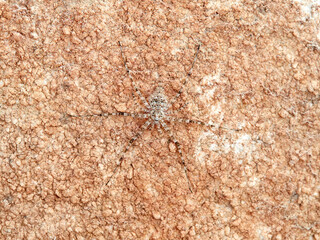 ground spider camouflaged on a rock. tama edwardsi