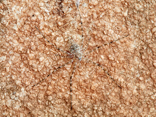ground spider camouflaged on a rock. tama edwardsi
