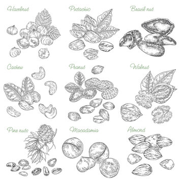 Edible nuts collection. Hand drawn Hazelnut, Almond, Pistachio, Macadamia, Brazil nut, Cashew, Walnut, Peanut, Pine nuts isolated on white background. Vector illustration. Black and white engraving.