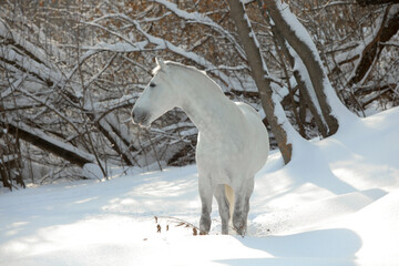 Dapple-grey andalusian horse in motion on snow field