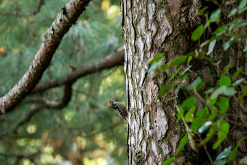 brown fronted woodpecker or Leiopicus auriceps bird on pine tree trunk during winter migration season at foothills of himalaya uttarakhand india