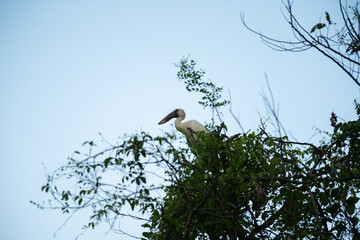 A pelican sitting on a tree