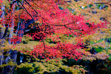 紅葉真っ盛り。神戸市内からすぐの保久良山神社の参道にて撮影