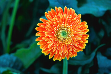 Beautiful flowers in the garden