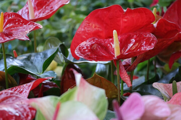 Beautiful flowers in the garden