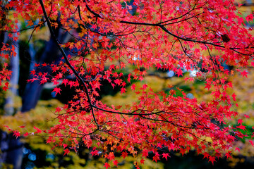 紅葉真っ盛り。神戸市内からすぐの保久良山神社の参道にて撮影