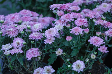 Beautiful flowers in the garden