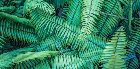 Tropical green fern leaves in dark tones. Meditation inspiration spa wellbeing health natural background. Closeup nature view of green leaf and palms background. Flat lay, dark nature concept, tropics