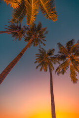 Copy space of fantastic tropical palm tree with sun light on sky background. Colorful dream sky and...