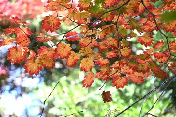 Acer japonicum ( Fullmoon maple.Japanese maple ) Autumn leaves. Sapindaceae deciduous tree. It is characterized by particularly large leaves among the maple family.