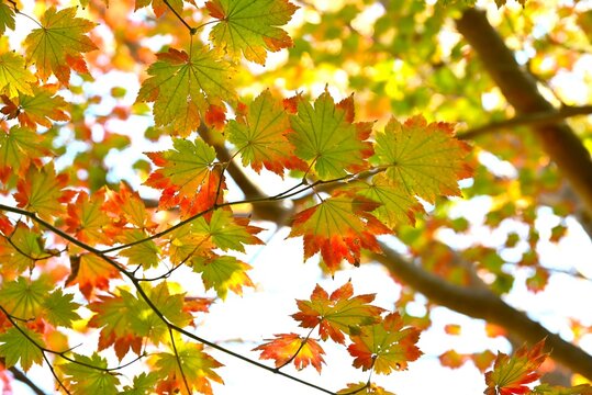 Acer japonicum ( Fullmoon maple.Japanese maple ) Autumn leaves. Sapindaceae deciduous tree. It is characterized by particularly large leaves among the maple family.