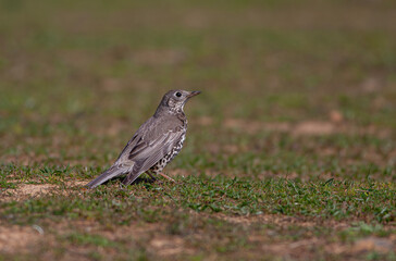 bird looking for worms on the ground, Mistle Thrush, Turdus viscivorus