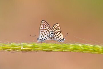 A pair of tiny butterflies on the spike, Lesser Tiger Blue, Tarucus balkanicus