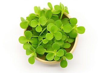 brahmi herb isolated on white background, top view 