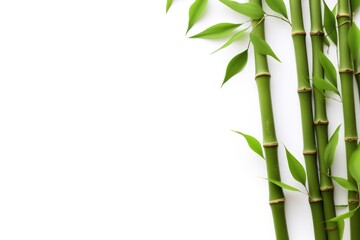 bamboo branches isolated on white background