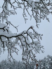 tree in snow