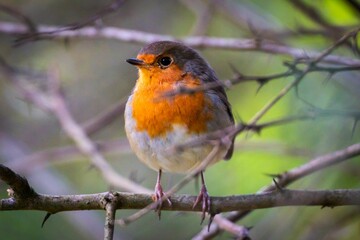 Closeup of a robin perched on the branch of a tree