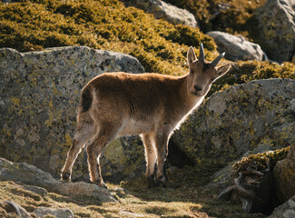mountain goat on top of the mountain