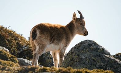 mountain goat on top of the mountain