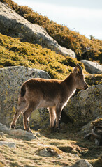 mountain goat on top of the mountain