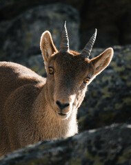 mountain goat on top of the mountain