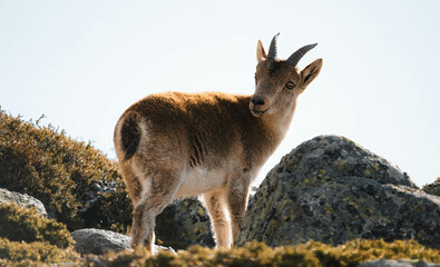 Fototapeta premium mountain goat on top of the mountain