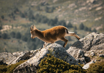 mountain goat on top of the mountain
