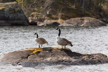 Pair of Canada goose on rock at lake