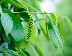Black pepper fruits grow on tree in garden