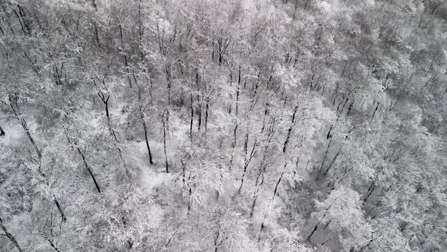 Top view of a deciduous forest in winter. Snow-covered deciduous trees aerial view. Winter scene in the forest. Treetops. High quality photo