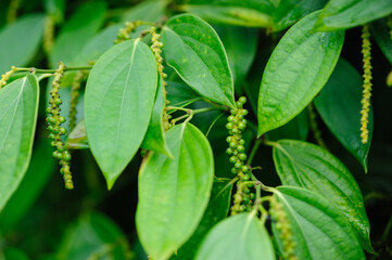 Black pepper fruits grow on tree in garden