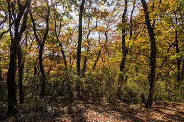 紅葉の中の遊歩道