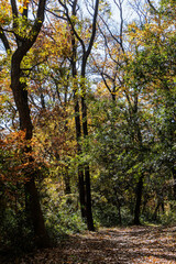 紅葉の中の遊歩道