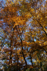 Fototapeta premium 森の中の紅葉