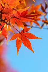 赤い色が鮮やかなモミジの葉