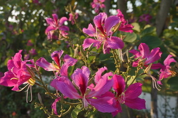pink flowers in the garden.