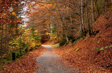 A path through a colorful autumn forest 