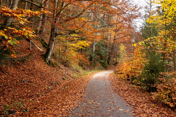 Fototapeta na wymiar A path through a colorful autumn forest 