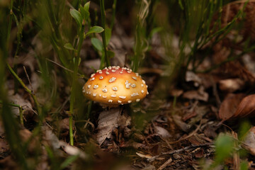 Red flytrap mushroom in autumn undergrowth