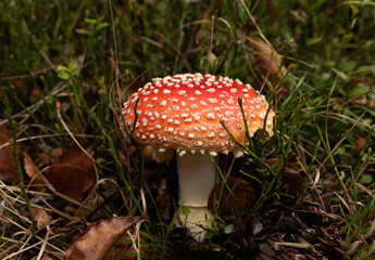 Red flytrap mushroom in autumn undergrowth